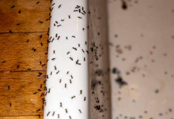 Best Exterminator Services  in Rural Hill, TN