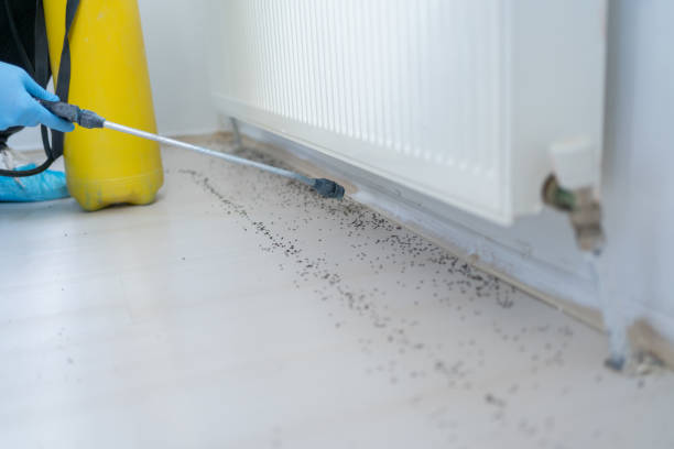 Best Termite Control Services  in Rural Hill, TN
